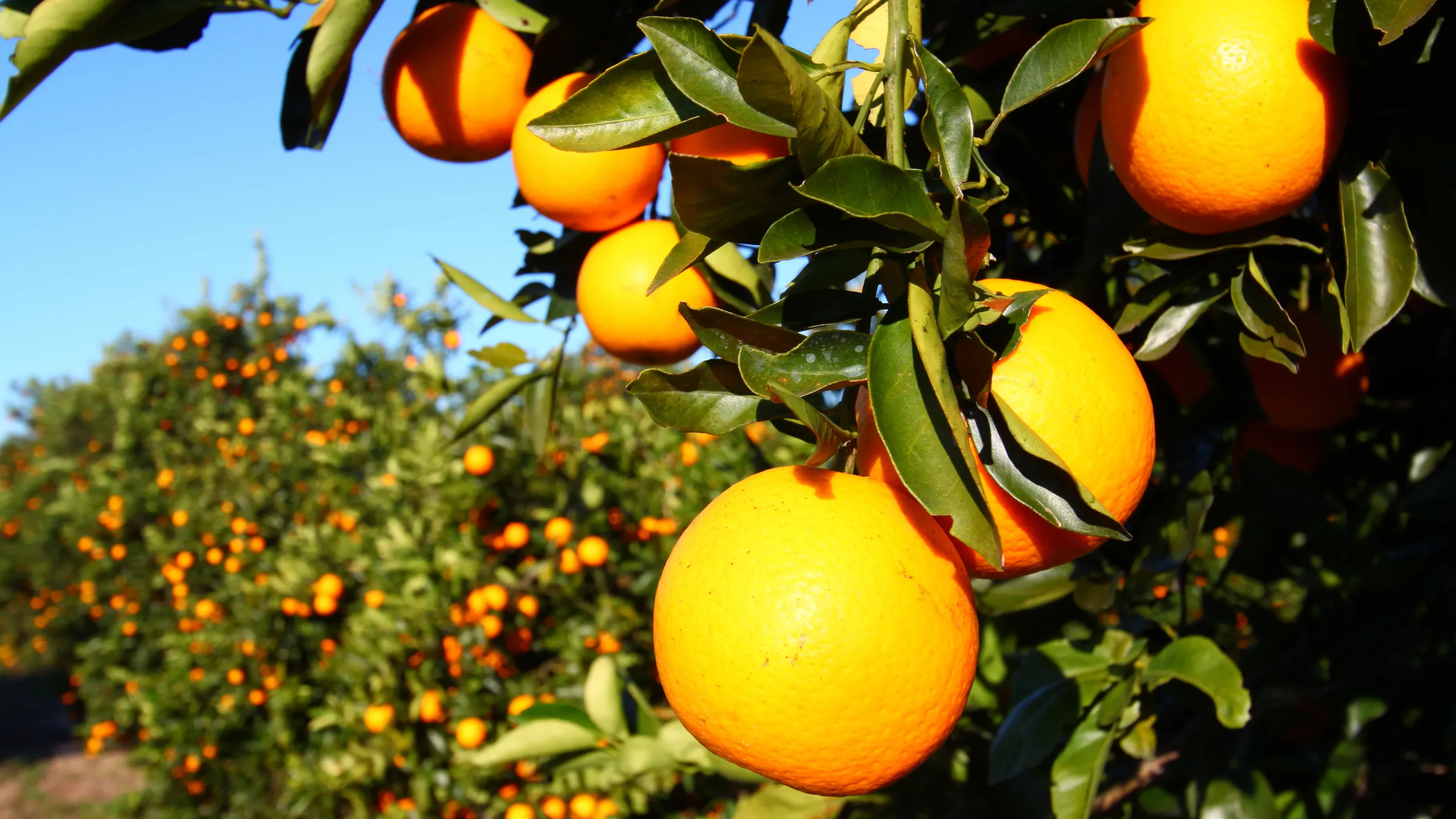 Embarking on an Orange Adventure