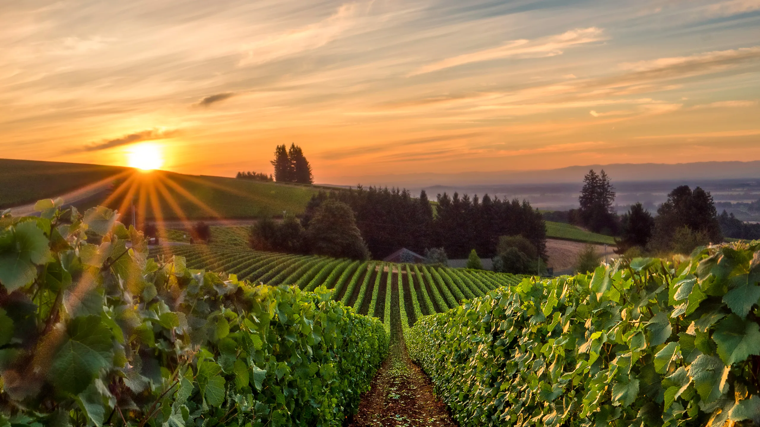 Image for Traveling the Pacific Northwest’s Wine Scene