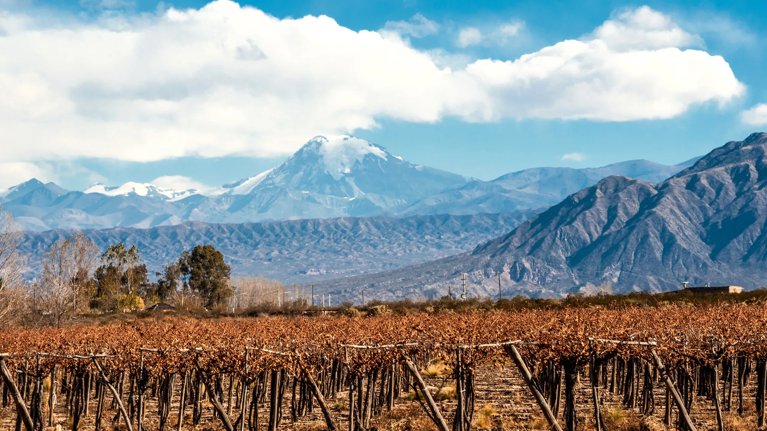 Discover Argentina’s Flavorful Flair