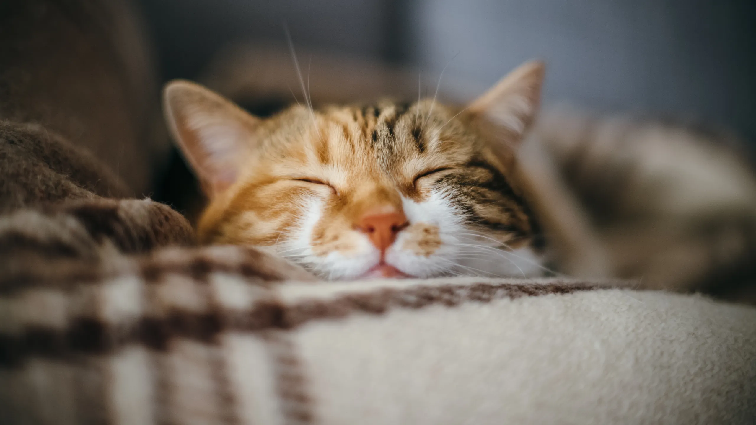 Why Does Thanksgiving Dinner Make Us Sleepy?