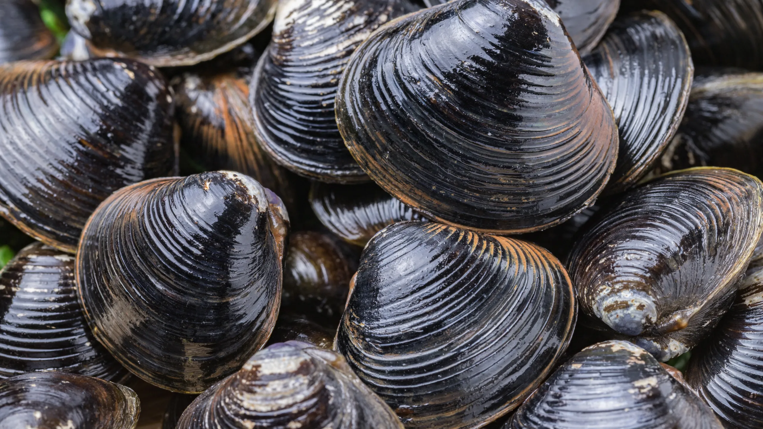 Chowder Power: Exploring 2 Delicious Seafood Recipes