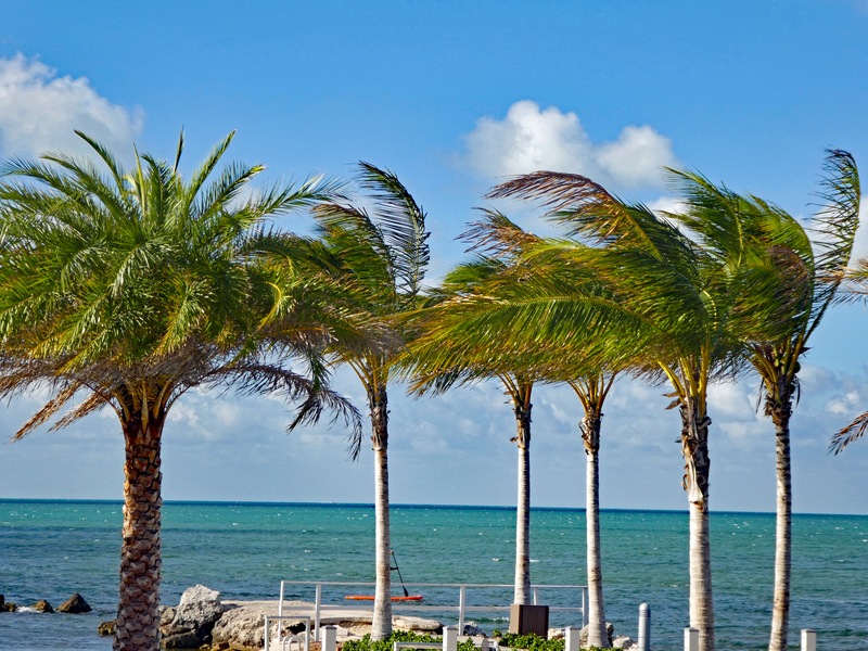 Take a Trip to Paradise: Exploring the Original Marathon Seafood Festival