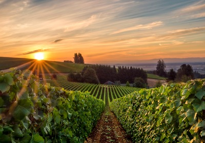 Traveling the Pacific Northwest’s Wine Scene