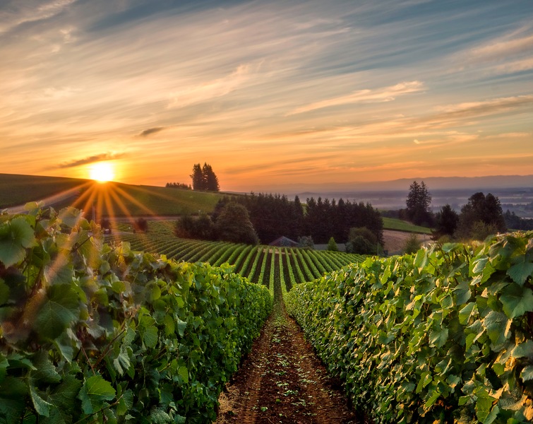 Traveling the Pacific Northwest’s Wine Scene