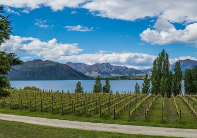 Whitehaven Wine: Exploring a Down-Under Destination