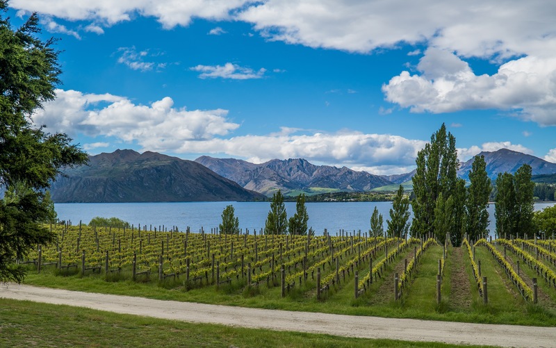 Whitehaven Wine: Exploring a Down-Under Destination